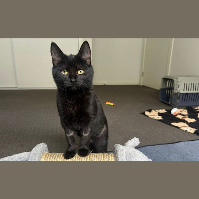 Photo of Bellatrix