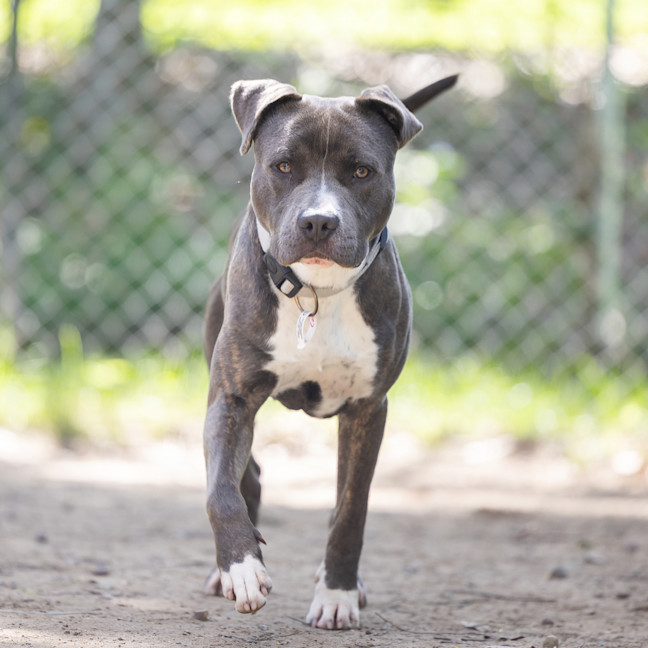 Photo of Cobalt
