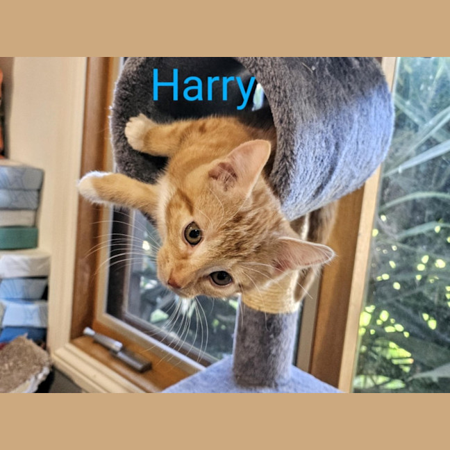 Photo of Harry Meet Me@Petstock Carrum Downs Store