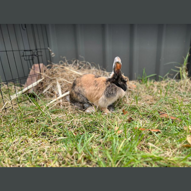 Photo of Hopper Melbourne