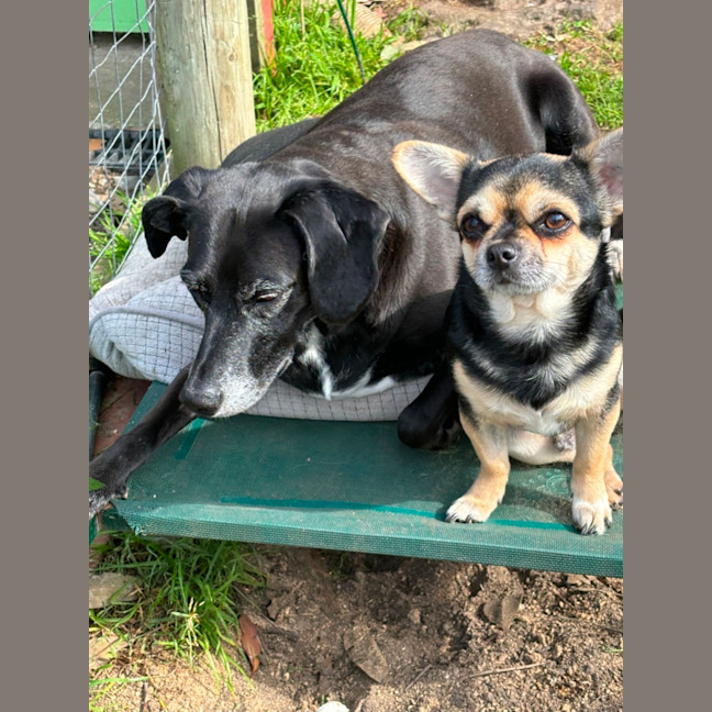 Photo of Apple & Orange