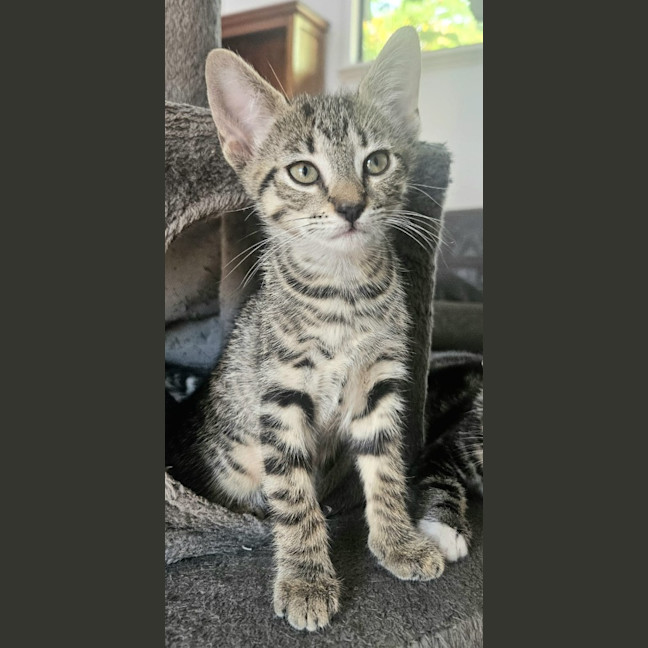 Photo of Ophelia