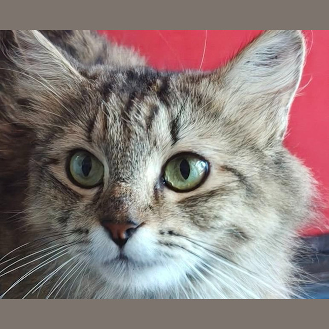 Photo of Willa