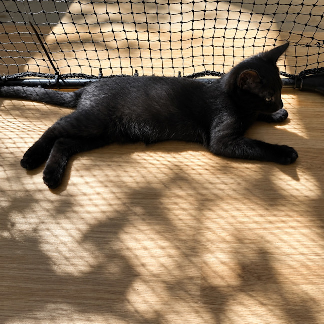 Photo of Paddi