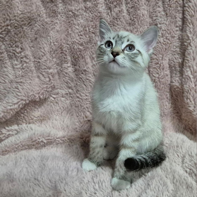 Photo of Stripey Tail