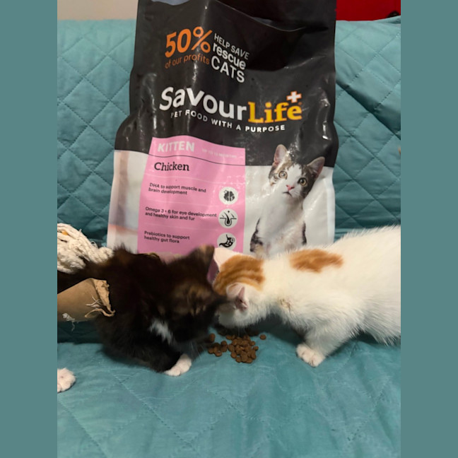 Photo of Bean **2nd Chance Cat Rescue**