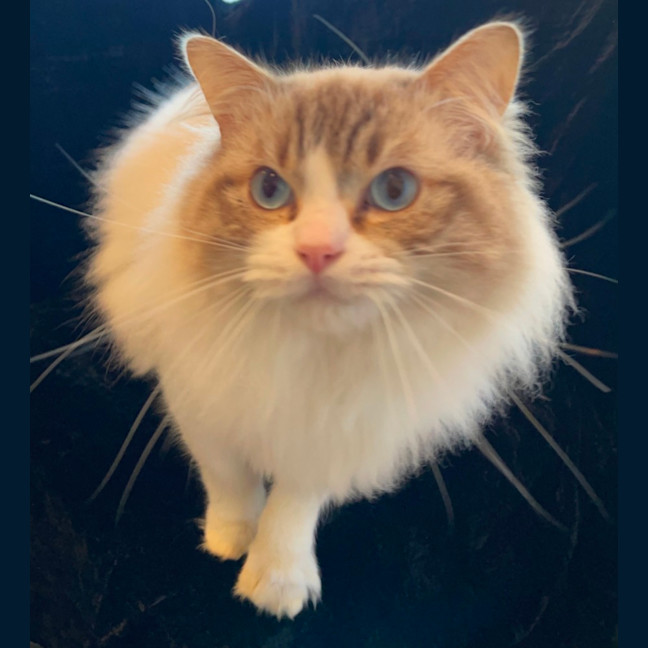 Photo of Fudge