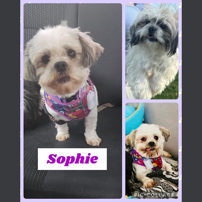Photo of Sophie 