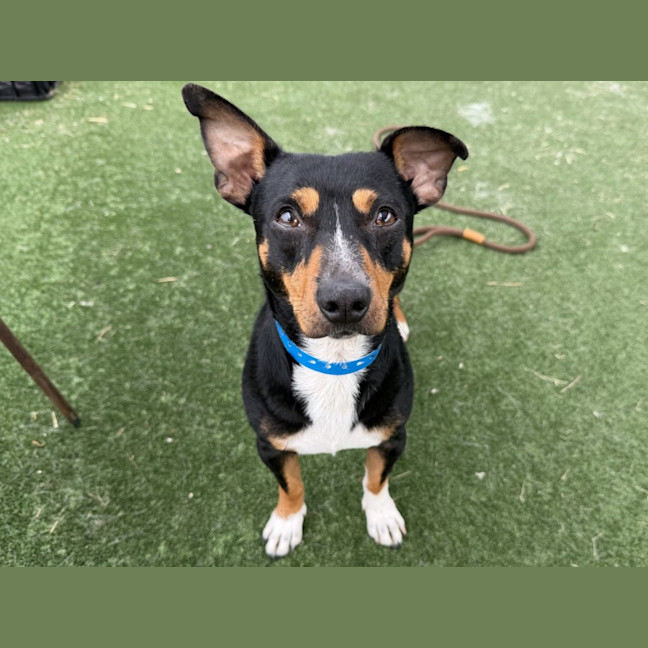 Photo of Bowie Imp 499