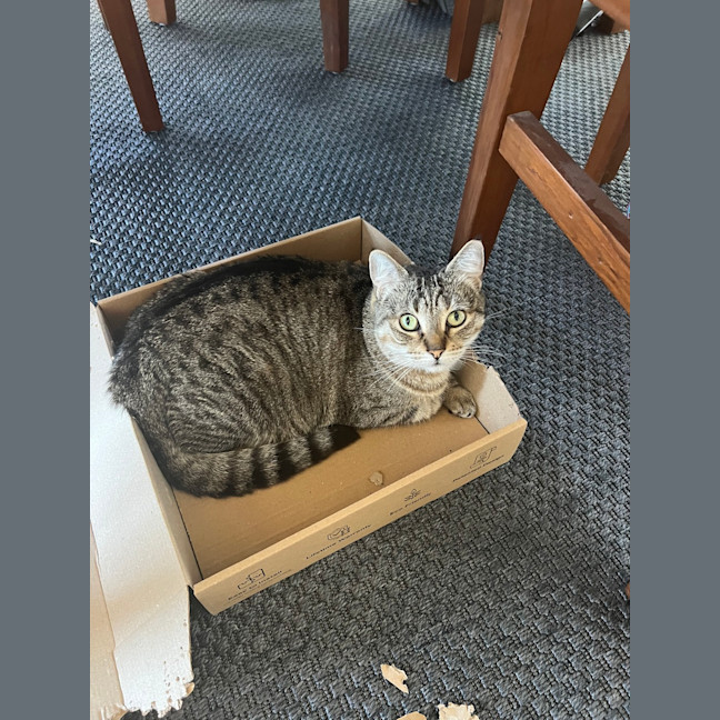 Photo of Honey