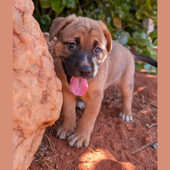 Photo of Goldie