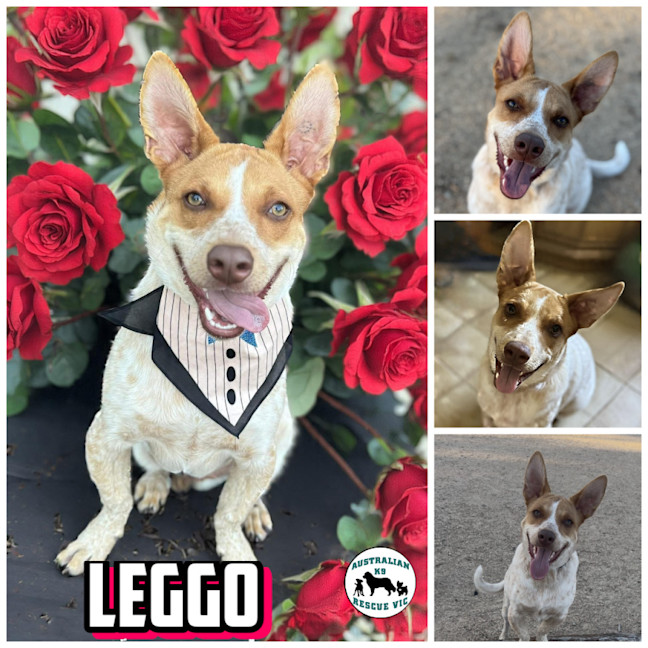 Photo of Leggo