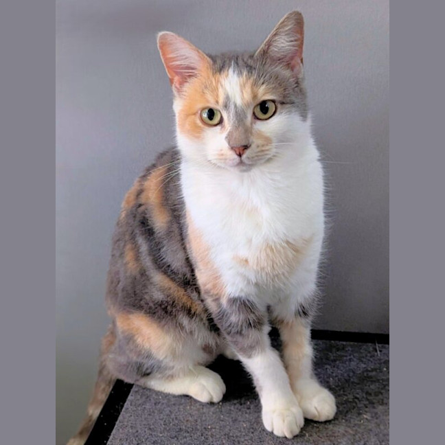 Photo of Smudge
