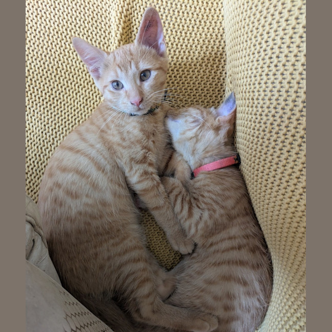 Photo of Fred & George (Aka Quentin & Quigley)