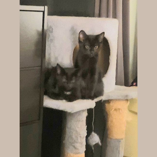 Photo of Nova Moo
