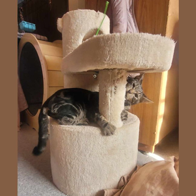 Photo of Judge 💙*9 Lives Project Rescue*