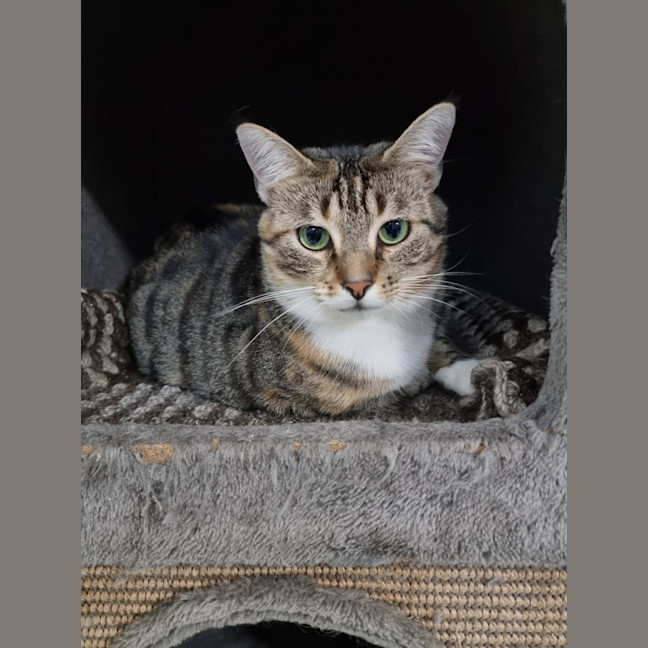 Photo of Dahlia
