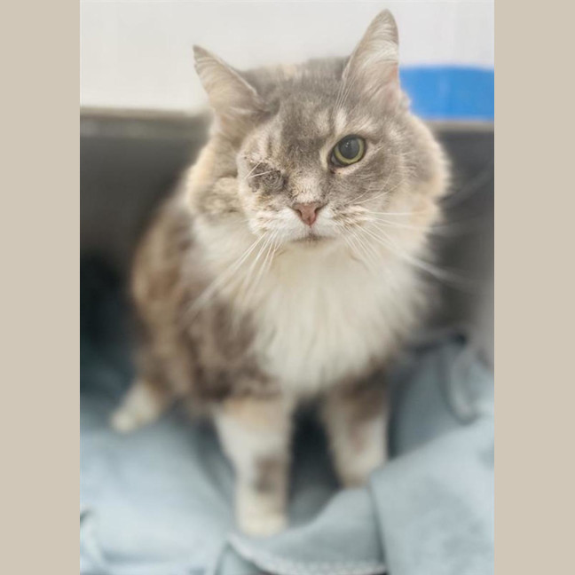 Photo of Sooty Puss
