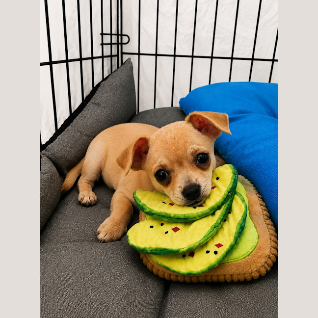 Photo of Milo