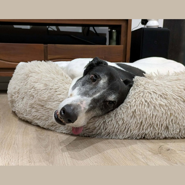 Photo of Pongo, The Greyhound