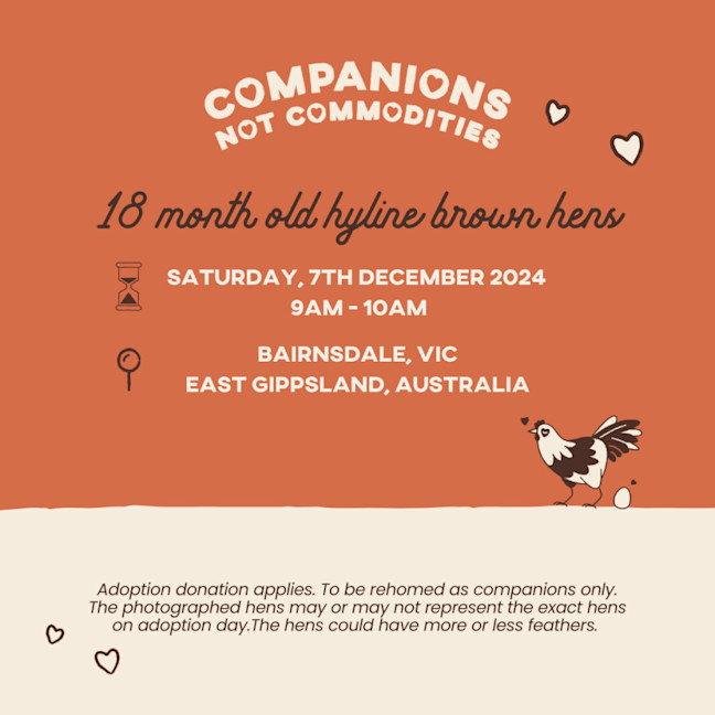 Photo of Rescue Hens