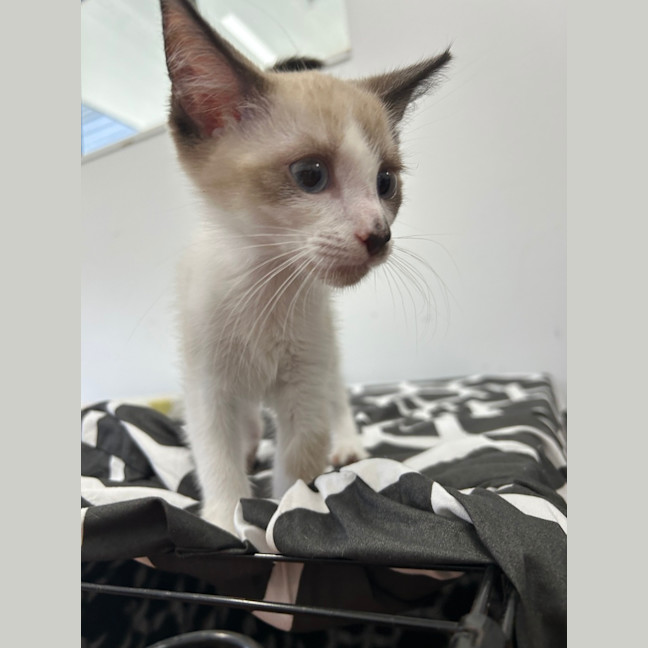 Photo of Sugar