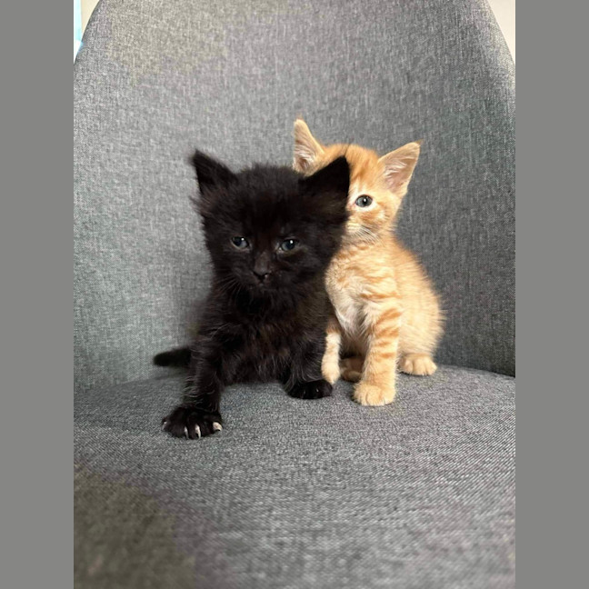 Photo of Spud & Squid