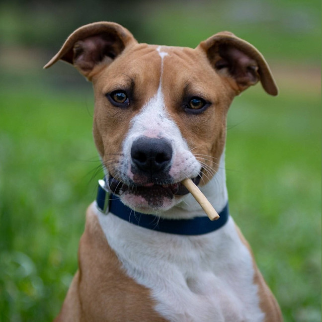 Photo of Hogan