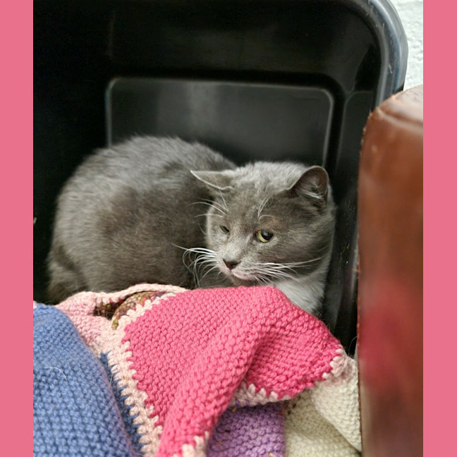 Photo of Gertie