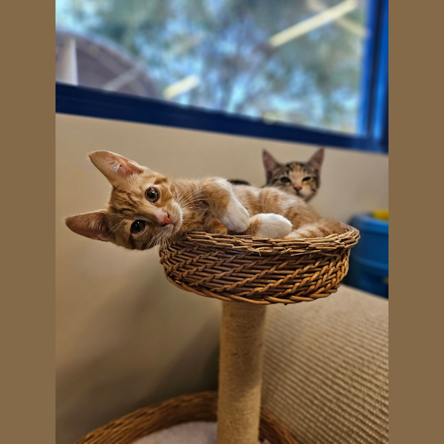 Photo of Bartholomeow
