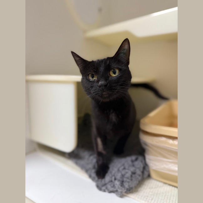 Photo of 🌵 Ivy 6721 🌵