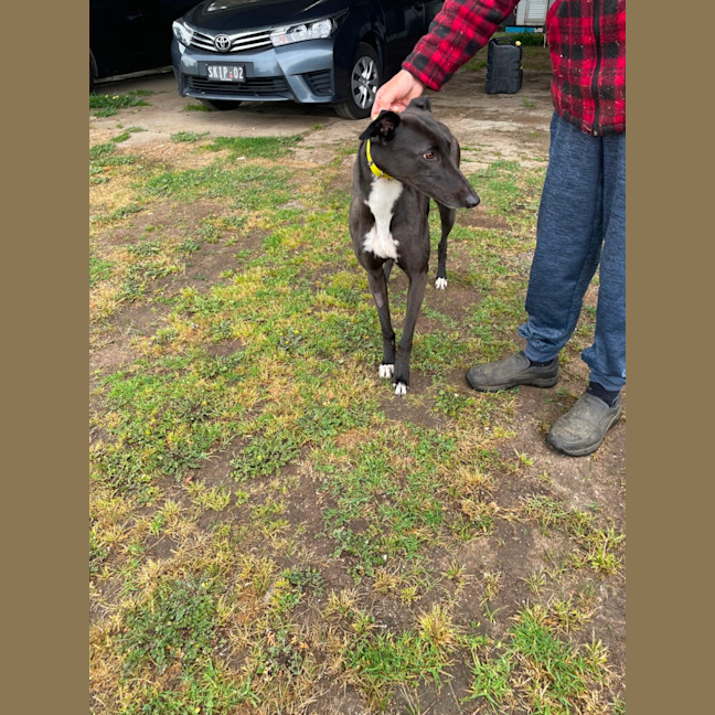 Photo of Dot