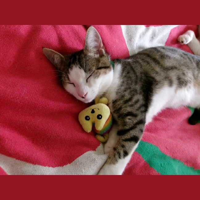 Photo of Marcel