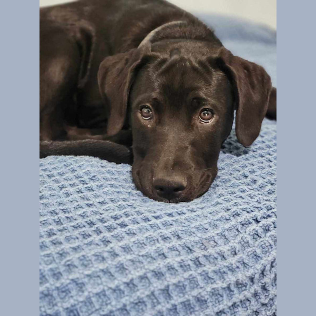 Photo of Shadow   16 Week Old Kelpie X (On Trial)