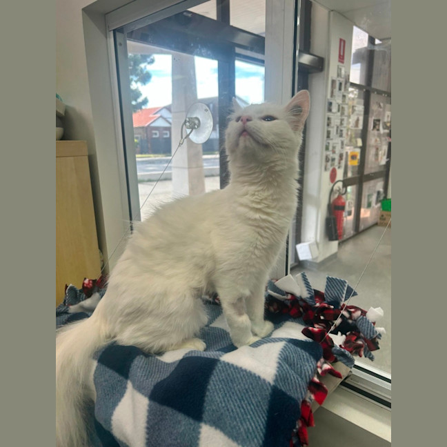 Photo of Knickerbocker Glory