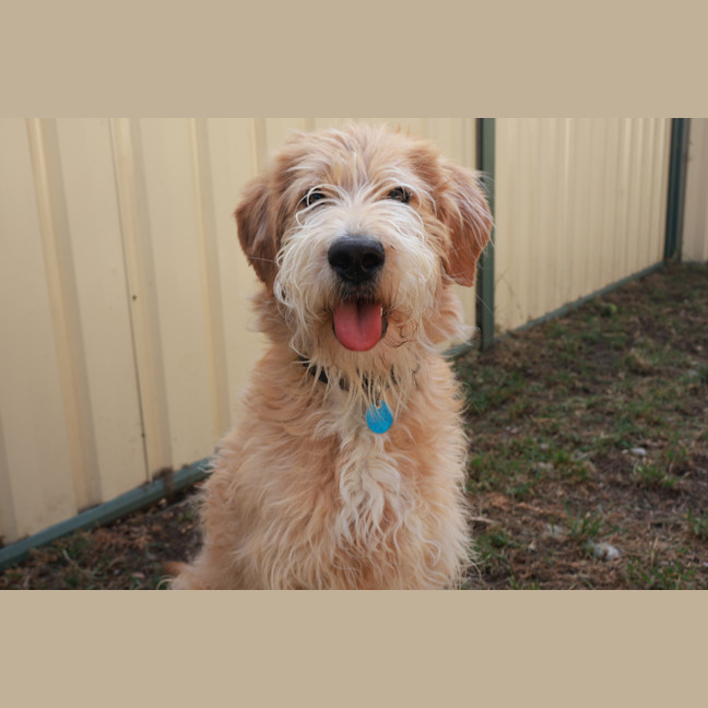 Texie Bear - Medium Male Labradoodle Mix Dog in VIC - PetRescue
