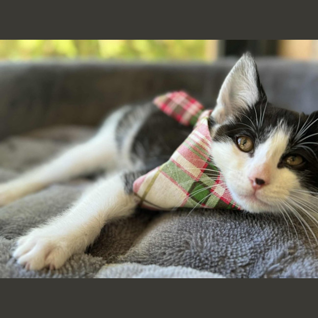 Photo of Basil   In Foster Care In Cranbourne