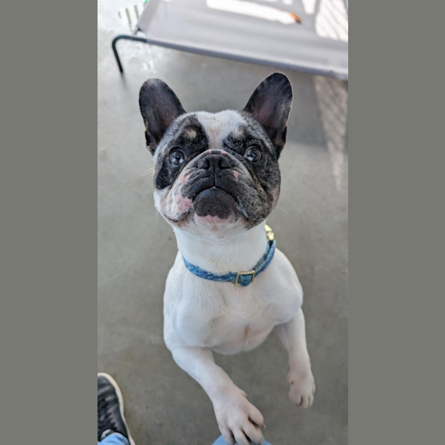 Photo of Dozer