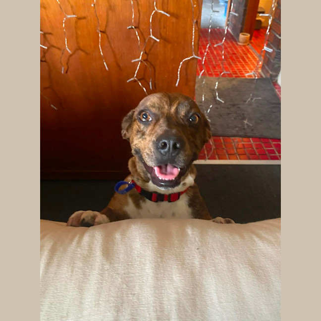 Photo of Tucker   2 Year Old Dachshund X Staffy