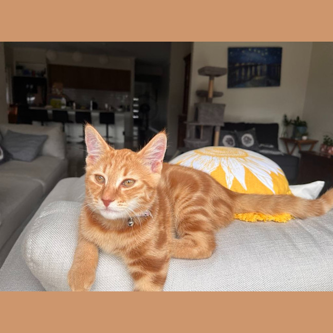 Photo of Mango Kitten