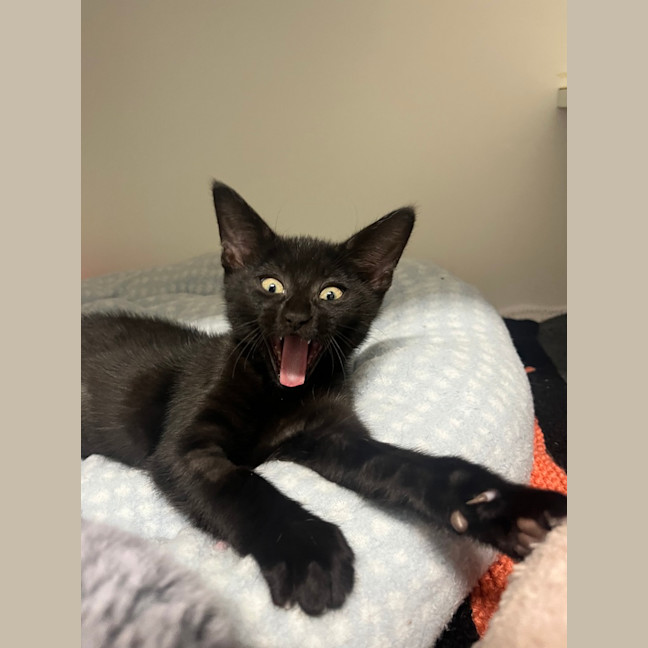 Photo of Nyx