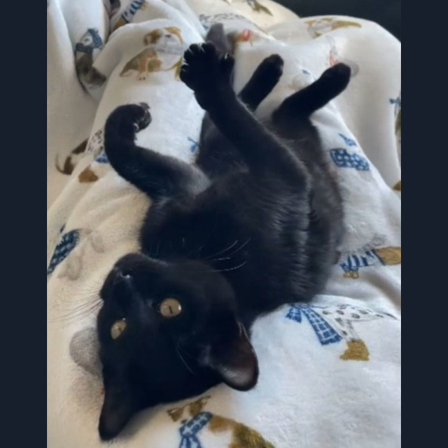 Photo of Binkus Mc Stinkus