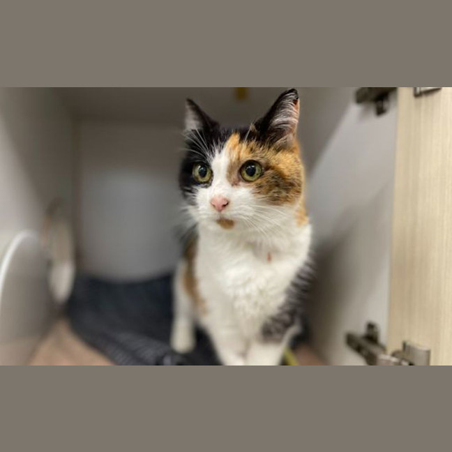 Photo of Fitz