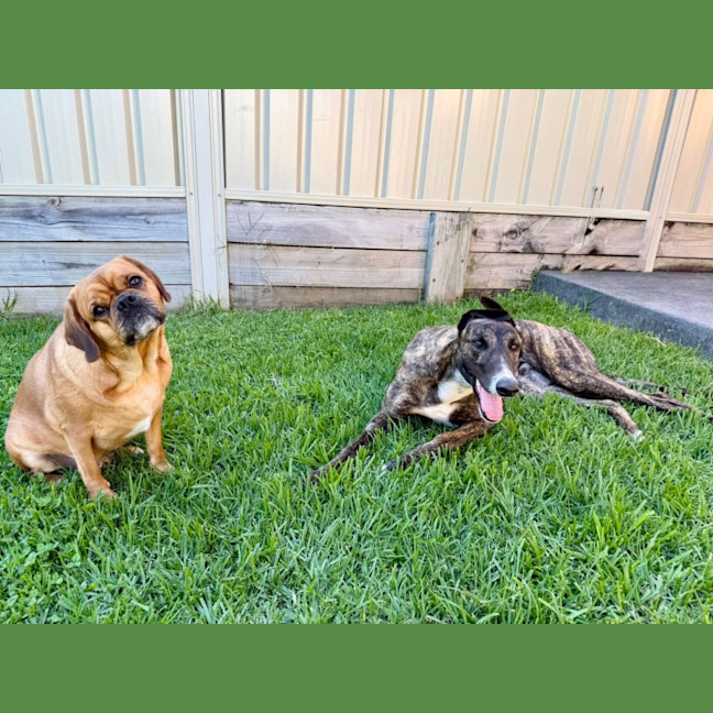 Photo of Clay, The Greyhound