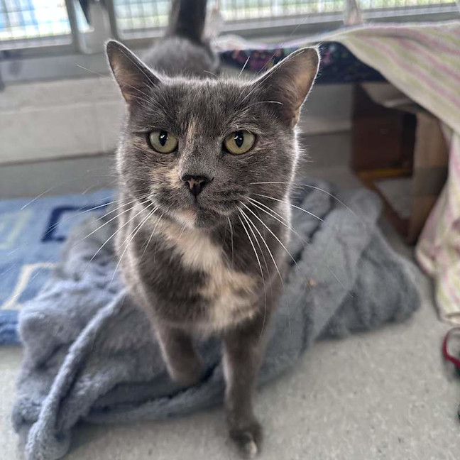 Photo of Opal
