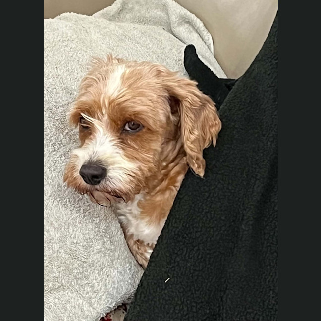 Photo of Apricot