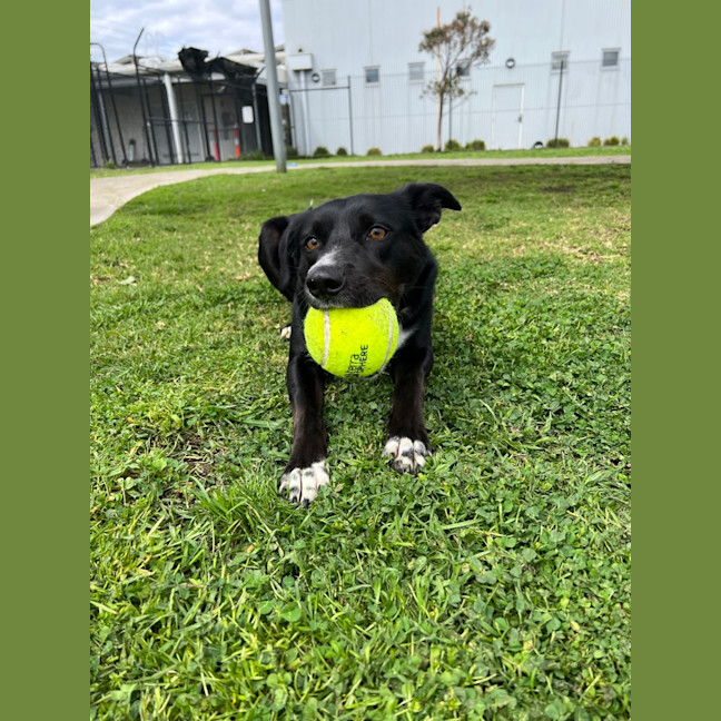 Photo of Buddy