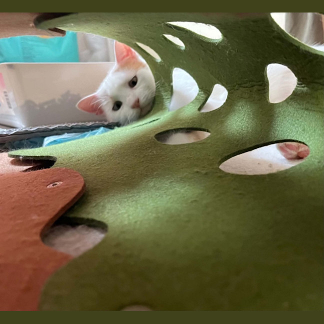 Photo of Peaches