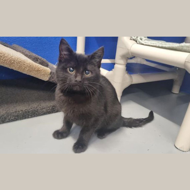 Photo of Onyx