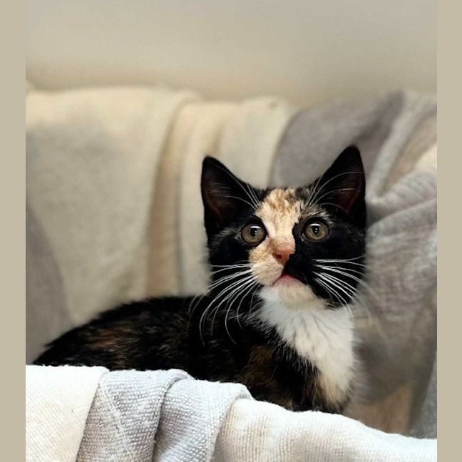 Photo of Clementine 🍊